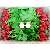 홍홍 중국식품 신선 래디쉬 적환 중국무 빨간무 방울무 레디쉬, 1개, 1kg