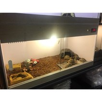 육지 거북이 사육세트 2자(가로60cm) 고속버스택배만 가능 - 더쥬, 상세페이지 필독을 읽고 동의!