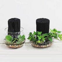 행복한세상 글라스와 식물, 숯정원글라스(물배추)