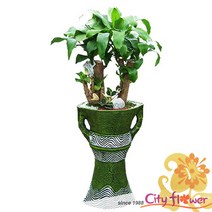 행운목마블분/중대형 공기정화식물/개업선물 이전 집들이/전국2시간당일배송/꽃배달