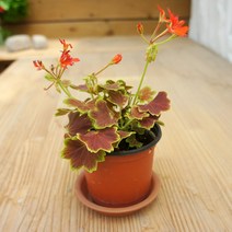 향기나는식물 식충식물 구문초 파리지옥 식물 화분, 02.벤쿠버(소형)1+1, 1개