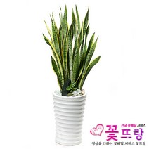 산세베리아 공기정화식물 관엽식물 전국꽃배달서비스 개업화분/축하선물, 1개