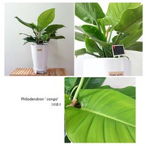 햇살농장 중대형 공기정화 식물 화분, 콩고, 1개