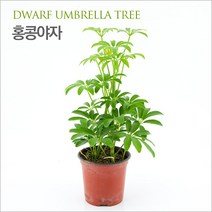 PRFISH 조경식물 홍콩야자 (dwarf umbrella tree), 1개, 1개