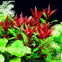 PRFISH 후경수초 누브라, 1개, 3촉