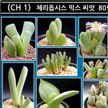 리톱스 나라 씨앗, (CH 1) 체리돕시스 믹스 씨앗 80립, 1개