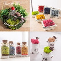 플라워트리 스칸디아모스 모음9종, 양동이스칸디아모스화분_핑크믹스, 1개