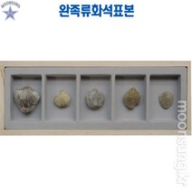 완족류화석표본