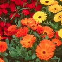 [허니솝] 천연 베이스오일(캐리어오일) 버터 비누만들기재료 화장품만들기재료, C35. 카렌듈라인퓨즈드오일 50ml