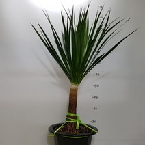 온누리농원 드라코(대)-79, 1개