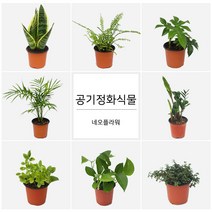 네오플라워 공기정화식물 꽃화분 허브, A20.스파티필름, 1개
