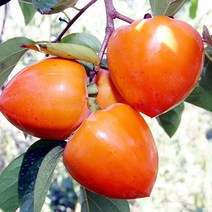 오병이어농산 햇대봉감 5kg 15kg 감 대봉, 1개, 5kg(21~24개)
