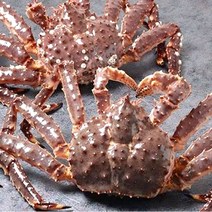 이강크랩 맛최고 살아있는 라이브 레드 킹크랩, 1마리, 2.7kg