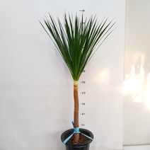 온누리농원 드라코(외대), 1개