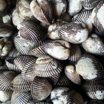 오병이어농산 새꼬막, 1개, 새꼬막1.5kg(상)