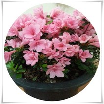 철쭉화분30cm 아잘리아 방울기리시마