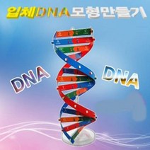 오피스안 DNA 모형만들기