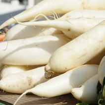 [맘스허브] 무 1개 단단하고 세척한 맛깔나는, 600g이상