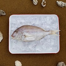 [으뜸해수산] 국내산 반건조 참돔 (손질 도미), 1개, 35cm전후(대)