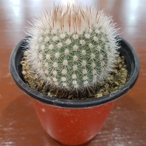 인커피식물카페 백소정 선인장 전자파차단식물 공기정화식물 포트