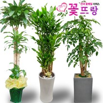 꽃뜨랑 전국배송 대형화분 행운목 해피트리 스투키 금전수 전국당일꾳배달, C03 아가베 아테누아타, 1개