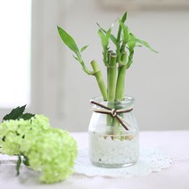 가꾸지오 공기정화식물 먼지제거 천연가습 개운죽 푸딩글라스(10cm*5p)