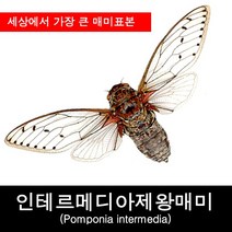 인테르메디아제왕매미표본/Pomponia intermedia