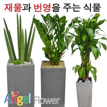 엔젤플라워 인기폭발 공기정화식물 초특가 개업화분 전국꽃배달, A08 산세베리아, 1개