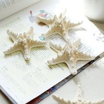 데코짱 오션불가사리모형4개