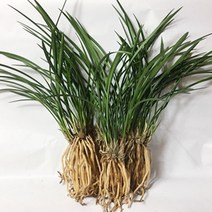 나라아트 <대폭할인>난 철골소심(6-7촉) 동양란 풍란 난화분” class=”wr-img”></a></div></p></div></p></div></p></div><div class=