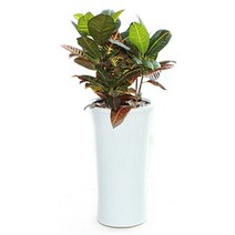 플라워리퍼블릭 개업화분 개업식 공기정화식물 관엽식물 전국꽃배달, 크로톤(중), 1개