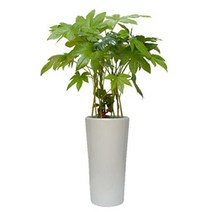 플라워리퍼블릭 개업화분 개업식 공기정화식물 관엽식물 전국꽃배달, 팔손이, 1개