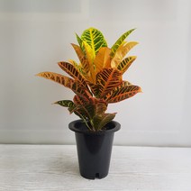 온누리농원 크로톤(외대)