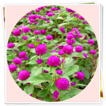 천일홍 12포트1세트 초화