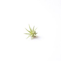 블룸 이오난사 초미니