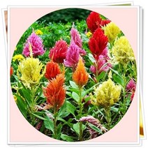 맨드라미 6포트 꽃모종, 1개