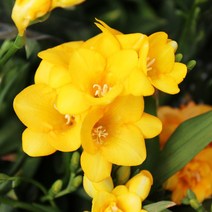 갑조네 꽃 생화 꽃화분 공기정화식물, 후리지아(대품), 1개