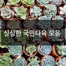 제이팟다육 예쁜 국민 다육이 다육식물 200종류, A24. 황파