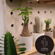 *티에라선인장* 공기정화 화분 미니 파키라(세라믹 테라조), 화이트 원통 세라믹