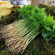 산골짜기 농장 미니 새싹삼 새싹인삼, (특대)25뿌리, 1box