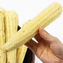 친환경팔도 [생산자직송] 무주 대학찰옥수수 12개(4팩), 단품
