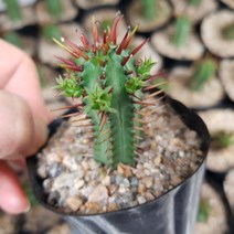 홍기린(소) 다육식물