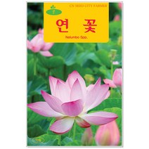 연꽃씨앗 10립 꽃씨앗, 1개