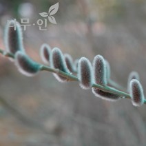 [나무인] 갯버들 포트묘 5그루