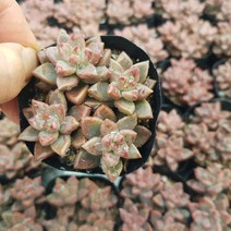 프리티(소) 다육식물 선인장