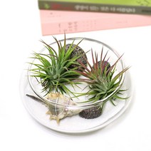 잎새몰 행잉플랜트 틸란드시아 이오난사 2ea+유리수반 set, 이오난사2개 UFO15set
