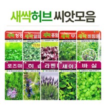 화분월드 새싹 허브 꽃 씨앗, 새싹-메밀