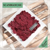 미세먼지 철벽방어! 실내공기정화식물 스칸디아모스 모음 천연이끼, 21.정사각스칸디아액자set 20cmP-버건디