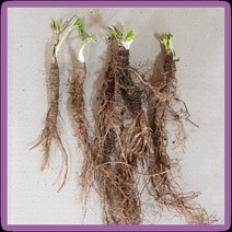 화천산약초 일당귀(쌍당귀) 모종 1년생뿌리모종 개당600원, 50개