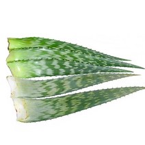 올댓리빙 유기농 생알로에 알로에 사포나리아잎 5kg, 1개